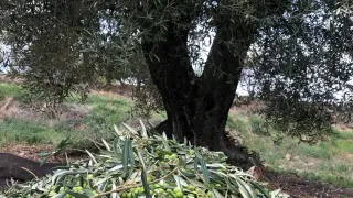 Cosecha de olivas en Somontano.