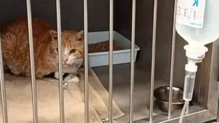 El gato "Royo" se recupera en la Clínica Veterinaria de Sobrarbe.
