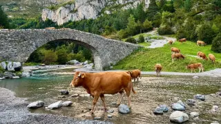 Varias vacas cruzan el río Ara, a su paso por el puente de San Nicolás de Bujaruelo.