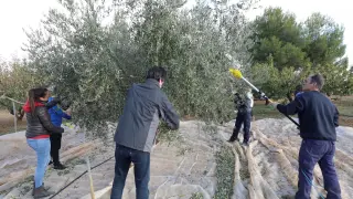 La Escuela Politécnica de Huesca recoge la cosecha de su olivar