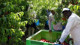 Los temporeros piden más peso específico en el sector frutícola