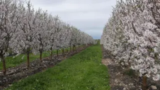 Explotación de almendros en plena floración.