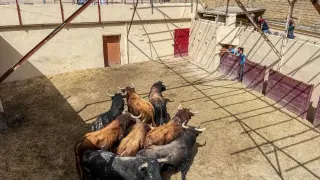 Toros en los corrales de la plaza de Huesca