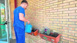binefar Mantenimiento de plantas en una de las escuelas de Binéfar.