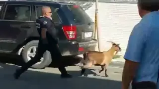 Captura de una cabra en la calle Fraga