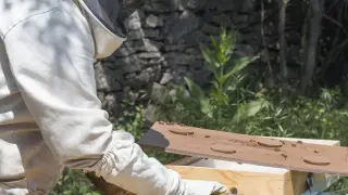 La bióloga Azpe García trabajando con las abejas que tiene en el valle de la Guarguera.