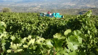 P1150084 Vendimia en Bachimaña, los viñedos mas altos al oeste del Somontano.