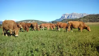 Imagen de archivo de vacas pastando en prados de la comarca del Sobrarbe.