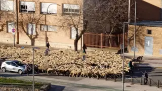 Rebaño de ovejas en Huesca