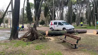 Personal del Ayuntamiento realizando los trabajos corte del árbol caído el jueves para poder despejar la zona. miguel servet parque pino