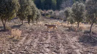Un perro durante la búsqueda de trufa en hectáreas de cultivo.