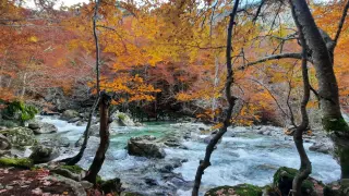 Fotografía del bosque ribagorzano de Salenques, que fue tomada el pasado otoño.