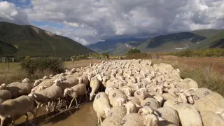 Un rebaño de ovino en unos campos cerca de Senegué, municipio de Sabiñánigo