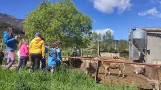 Visita a la granja de vacas con Angelita Ramón.