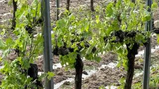 Imagen de las viñas afectadas por el granizo.