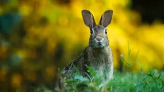 Instan al Gobierno de Aragón a estudiar la fórmula para catalogar el conejo como especie productora
