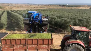 Recogida de aceitunas en una explotación de olivos en Alcolea de Cinca.