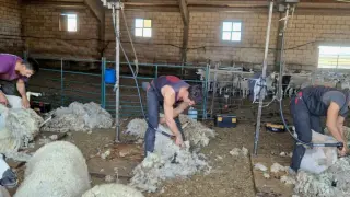 Esquiladores en una explotación ovina.