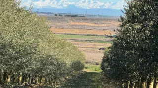 Explotación de olivos en la provincia.