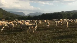 Rebaño ecológico de un millar de ovejas de la raza Xisqueta, en Puente de Montañana.