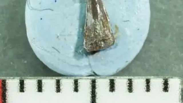 Uno de los dientes fósiles hallados en las prospecciones.