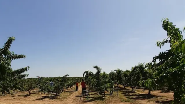 Campo de cerezas en el Bajo Cinca durante la campaña frutícola