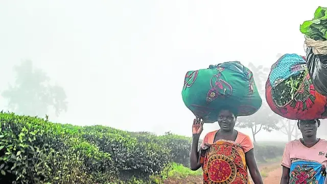 Un grupo de mujeres atraviesa una de las mayores plantaciones de té de Gurúè de la compañía Chazeiras de Mozambique.