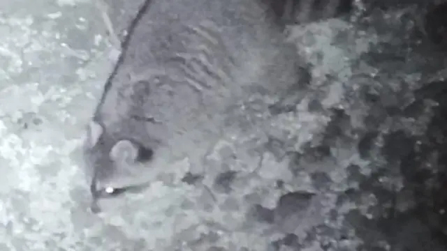 Imagen del mapache captada por la cámara de fototrampeo.