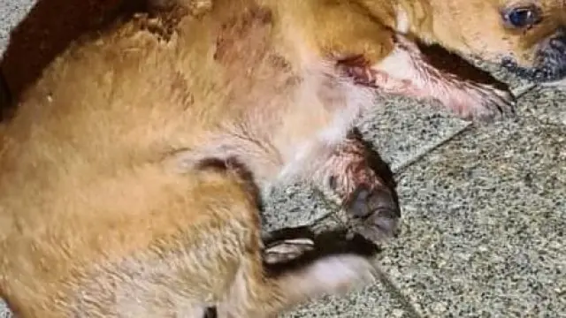 Estado que presentaba el único cachorro que encontraron vivo en la noche del lunes dentro de un contenedor en Binaced.