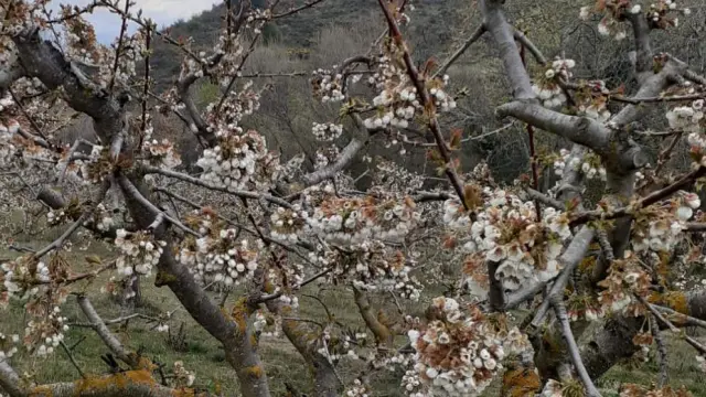 Los cerezos han perdido muchas de sus flores tras las heladas de las últimas jornadas en Bolea.