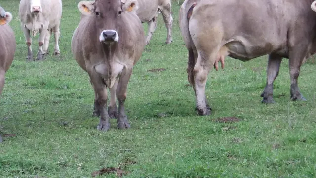 Vacas pardas de montaña pastando en campos de Biescas.