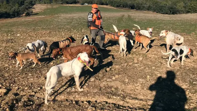 Un cazador y sus perros durante una batida en la provincia.