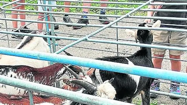 Las familias asistieron para ver los ejemplares de ovino expuestos en la feria de ganado de Sallent.