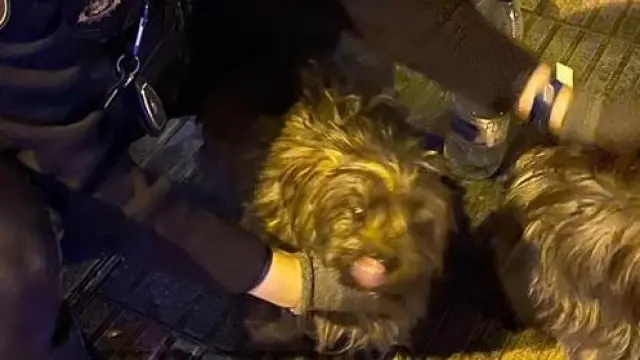 Un agente de la Policía Nacional con dos de los perros rescatados.