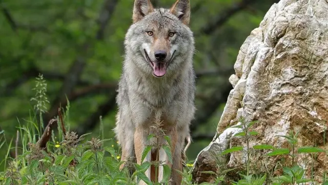 Imagen de archivo de un ejemplar de lobo (Canis lupus).
