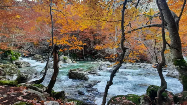 Fotografía del bosque ribagorzano de Salenques, que fue tomada el pasado otoño.