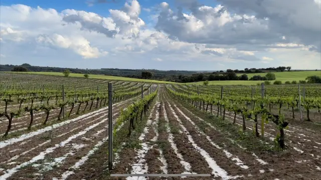 Imagen de viñedos en Salas Bajas tras el granizo caído este sábado.