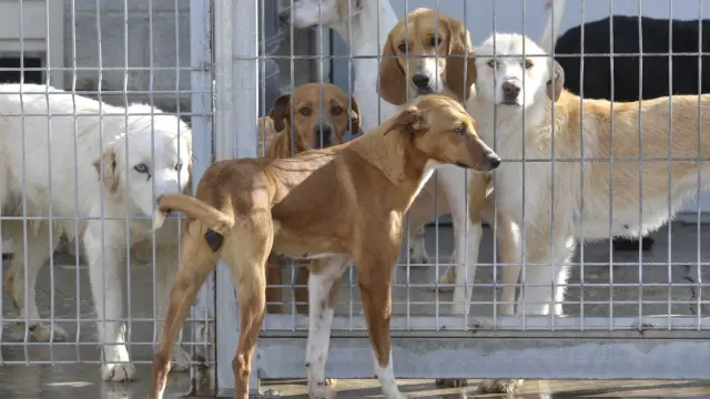 El centro de recogida de animales de la Diputación de Huesca supera las 350 adopciones