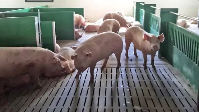 Loporzano prevé una nueva explotación porcina
