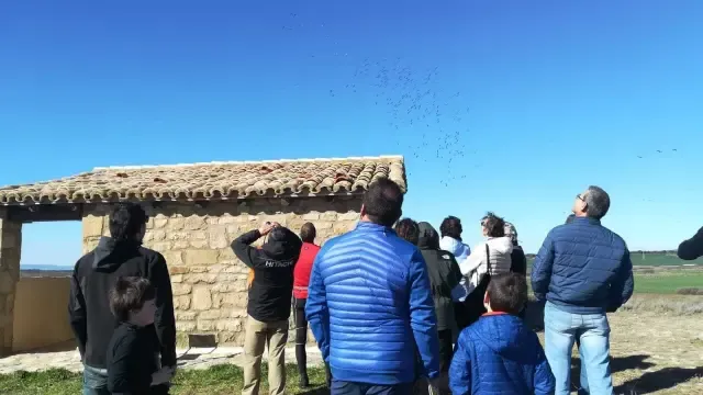 Espectáculo migratorio de las grullas por la alberca de Alboré