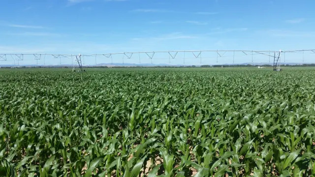 La provincia, líder en la producción de maíz en Aragón