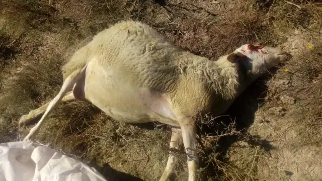 Nueve animales muertos en Tardienta por el supuesto ataque de un lobo