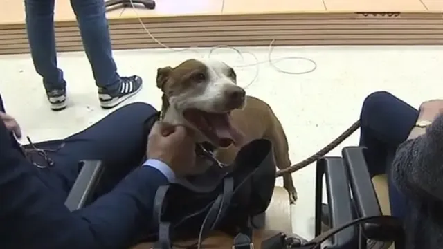 Una jueza cita como testigo a una perra en un juicio por maltrato animal