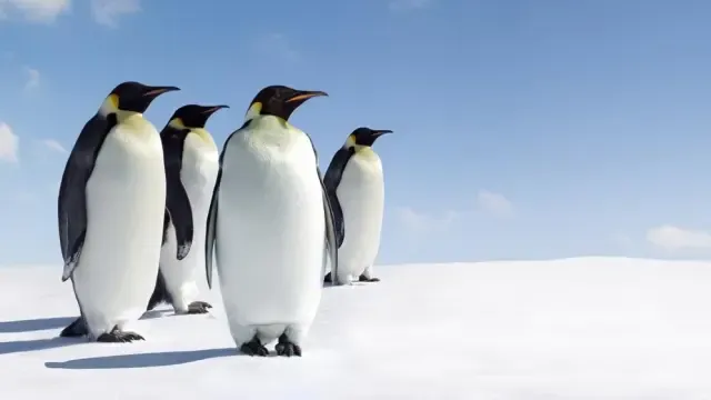 Los excrementos de pingüinos y focas enriquecen el suelo antártico