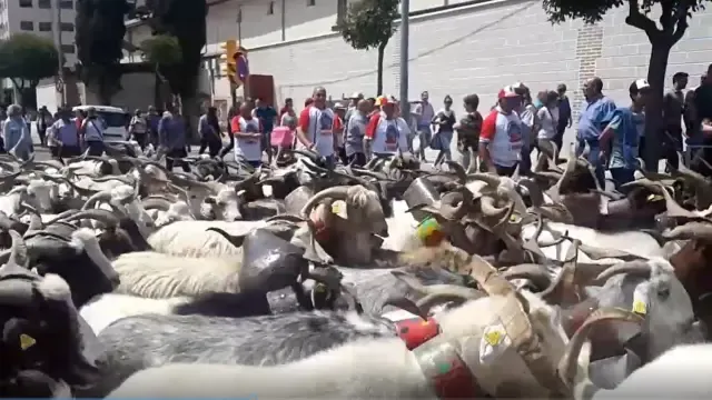 El mundo rural reivindica en Huesca la ganadería extensiva con el paso de 160 chotos por la ciudad