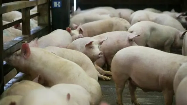 Malestar de la ADS de Jaca por los prejuicios contra el sector del porcino
