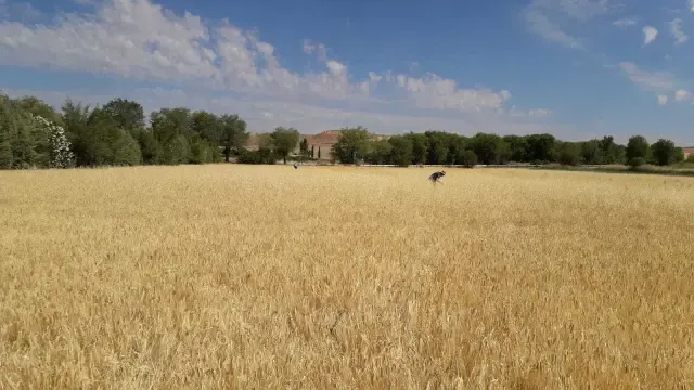 Agroseguro indemnizará por la sequía a mediados de julio