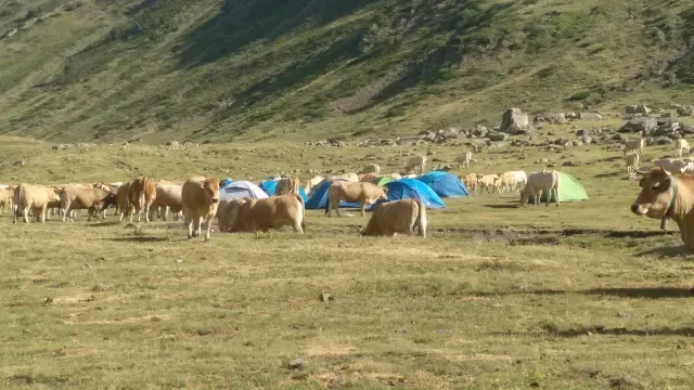 Campamento de vacas