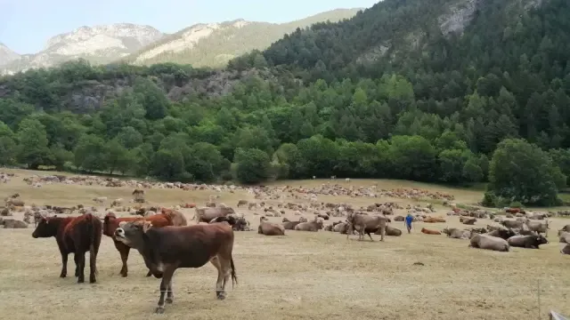 Cerca de un millar de vacas de 11 ganaderos pastan estos días en Ardonés