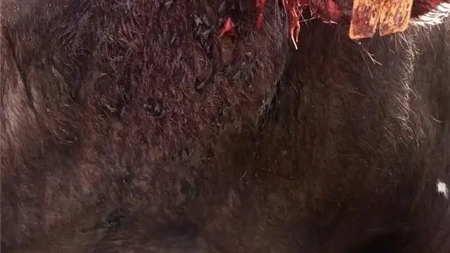 Un técnico de la DGA examinó este jueves el toro herido en el monte de Gistaín
